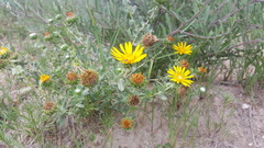 Grindelia inuloides