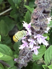 Amegilla aeruginosa