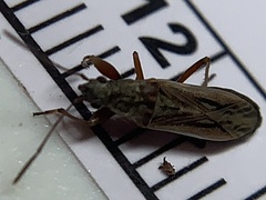 Paromius longulus