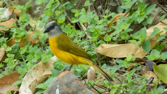 Eucometis penicillata