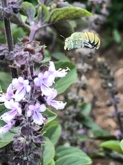 Amegilla aeruginosa