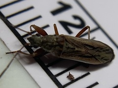 Paromius longulus