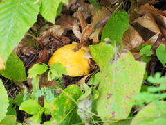 Retiboletus ornatipes
