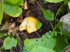 Retiboletus ornatipes