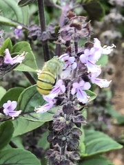 Amegilla aeruginosa