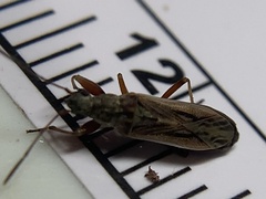 Paromius longulus