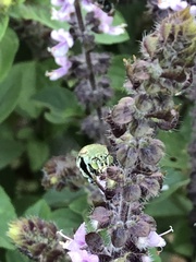 Amegilla aeruginosa