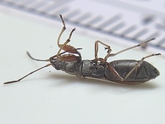 Paromius longulus