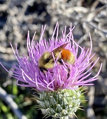 Cirsium wheeleri