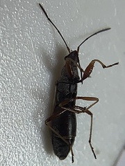 Paromius longulus