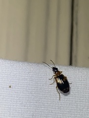 Lebia