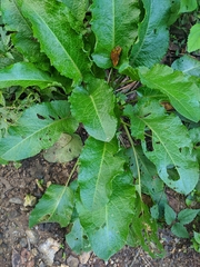 Rumex