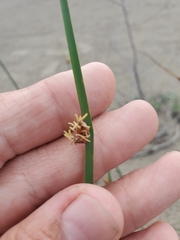 Schoenoplectus pungens