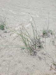 Schoenoplectus pungens