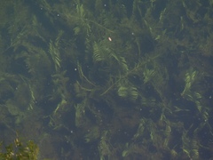 Potamogeton robbinsii