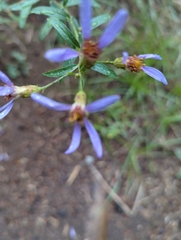 Eucephalus ledophyllus