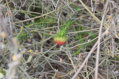 Darwinia neildiana