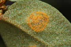 Puccinia caricis-shepherdiae