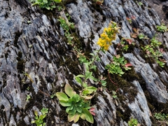 Solidago simplex