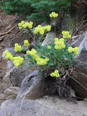Eriogonum umbellatum