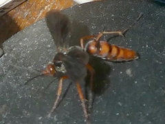 Tachypompilus ferrugineus