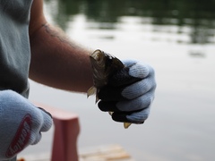 Ambloplites rupestris