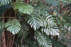 Epipremnum pinnatum