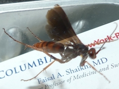Tachypompilus ferrugineus