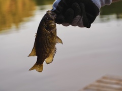 Ambloplites rupestris