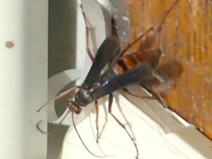 Tachypompilus ferrugineus