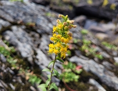 Solidago simplex
