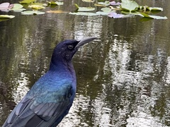 Quiscalus major westoni