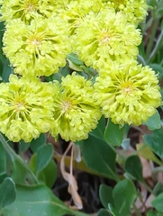 Eriogonum umbellatum