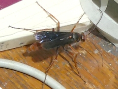 Tachypompilus ferrugineus