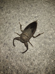 Kirkaldyia deyrolli