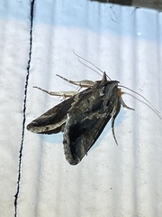 Chrysodeixis