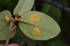 Puccinia caricis-shepherdiae