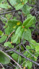 Puccinia caricis-shepherdiae