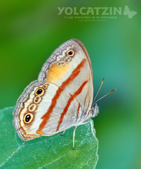 Cissia pseudoconfusa