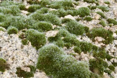 Grimmia