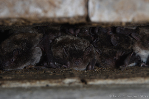 Yellowish Myotis
