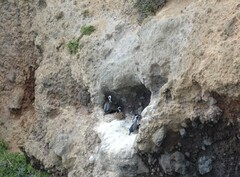 Phalacrocorax punctatus punctatus