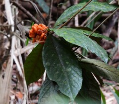 Pittosporum rubiginosum
