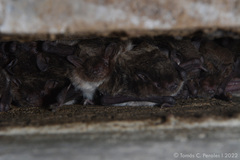 Myotis levis