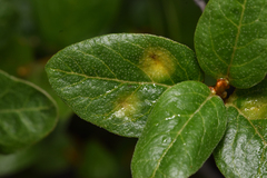 Puccinia caricis-shepherdiae