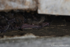 Myotis levis