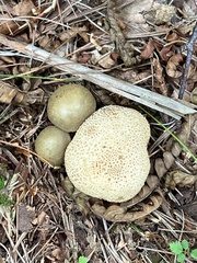 Pseudoboletus parasiticus