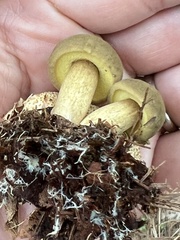 Pseudoboletus parasiticus