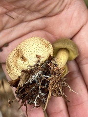 Pseudoboletus parasiticus