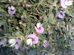 Kummerowia stipulacea